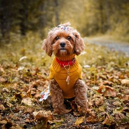 Honey 🍯 - Cavapoo
