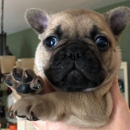 French Bulldog Puppies from Heather's Frenchies