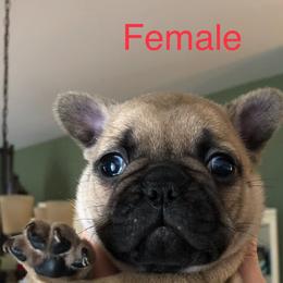 French Bulldog Puppies from Heather's Frenchies