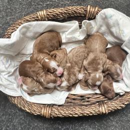 Girl 5 - Red  female Goldendoodle puppy in Placerville, California from New Dawn Poodles and Doodles