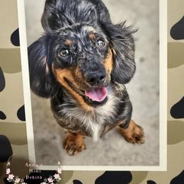 Noah - Dachshund