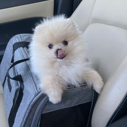 Pomeranian Puppies from Angelina Shishko