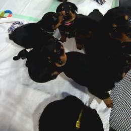Alden male 1 - Black and mahogany male Rottweiler puppy in Live Oak, Florida from K&R RANCH KENNELS