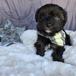 Boy - Parti male Yorkshire Terrier puppy in Wellington, Colorado from Northern Colorado Yorkies