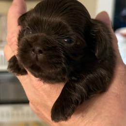 Godiva - Chocolate female Shih Tzu puppy in Glens Falls, New York from Shih Tzus N Giggles