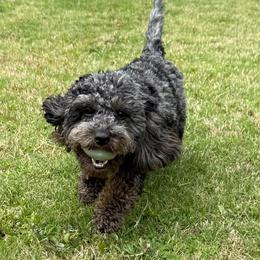 Berkley - Merle female Goldendoodle puppy in Homer, Georgia from Creekside Kennels