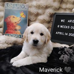 Black collar boy - Light golden male Golden Retriever puppy in Rochester, Washington from Grand Mound Goldens