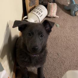 German Shepherd Puppies from Legacy K9’s