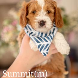 Summit - Red  male Goldendoodle puppy in Acton, Maine from Silver Pines Pups