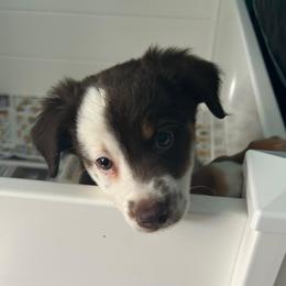 Rodeo - Red tri male Toy Australian Shepherd puppy in Southport, North Carolina from Small Mini/Toy Aussies