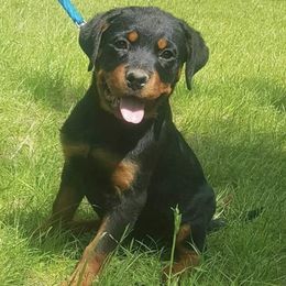 Rottweiler Puppies from Vom Gryphonberg