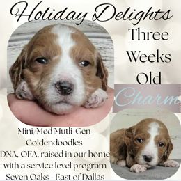 Charm - Apricot female Goldendoodle puppy in Scurry, Texas from 07 Seven Oaks Goldens and Doodles