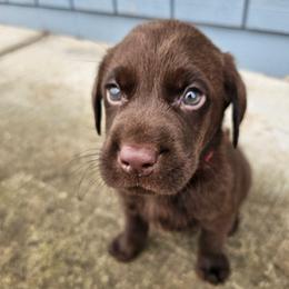Red Boy - Chocolate male Labrador Retriever puppy in Elk Grove, California from Labrador Trails