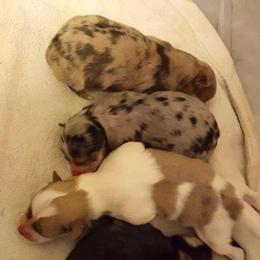 Pomsky Puppies from Angel's Creek Pomskies