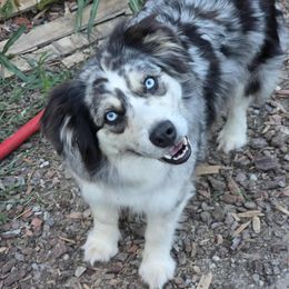 Australian Shepherd puppies from Tin Roof Aussies
