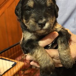 Aussiedoodle Puppies from Cornerstone Aussiedoodle Dogs