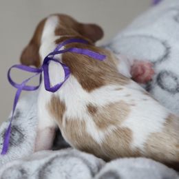 Cavapoo and Saint Bernard Puppies from Horseshoe Drive Kennel
