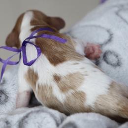 Cavapoo and Saint Bernard Puppies from Horseshoe Drive Kennel