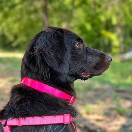 Clover - Labrador Retriever