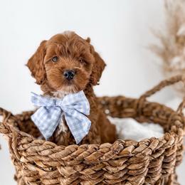 It's The Little Things- Clean Sheets - Red  male Goldendoodle puppy in Russell Springs, Kentucky from Milk & Honey Doodles