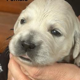 Clover - Light golden female Golden Retriever puppy in Hastings, Michigan from Teresa Stevens