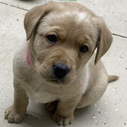 Pink girl - Yellow Labrador Retriever puppy in Brooksville, Kentucky from Triple Ridge Labs