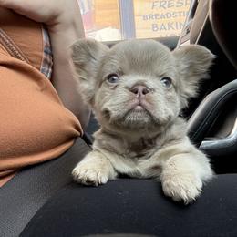French Bulldog puppies from Lexxa’s Frenchies