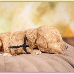 Armani - Red male Cockapoo puppy in Connersville, Indiana from Deaz Doodle Ranch