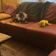 Standard Schnauzer Puppies from Highbrow Standard Schnauzers