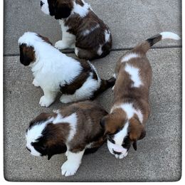 "Past puppies" Saint Bernard Puppies from Avant-Gard Saint Bernards