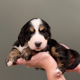 Bernedoodle puppies from Anchorage Bernedoodles