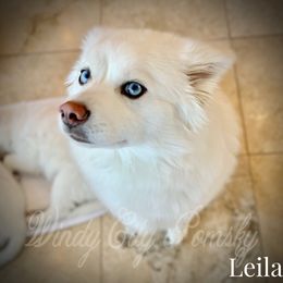 Leila - Pomsky