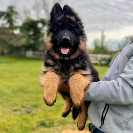 Boy 4 - Black and red male German Shepherd puppy in Stockton, California from Zaragoza German Shepherds