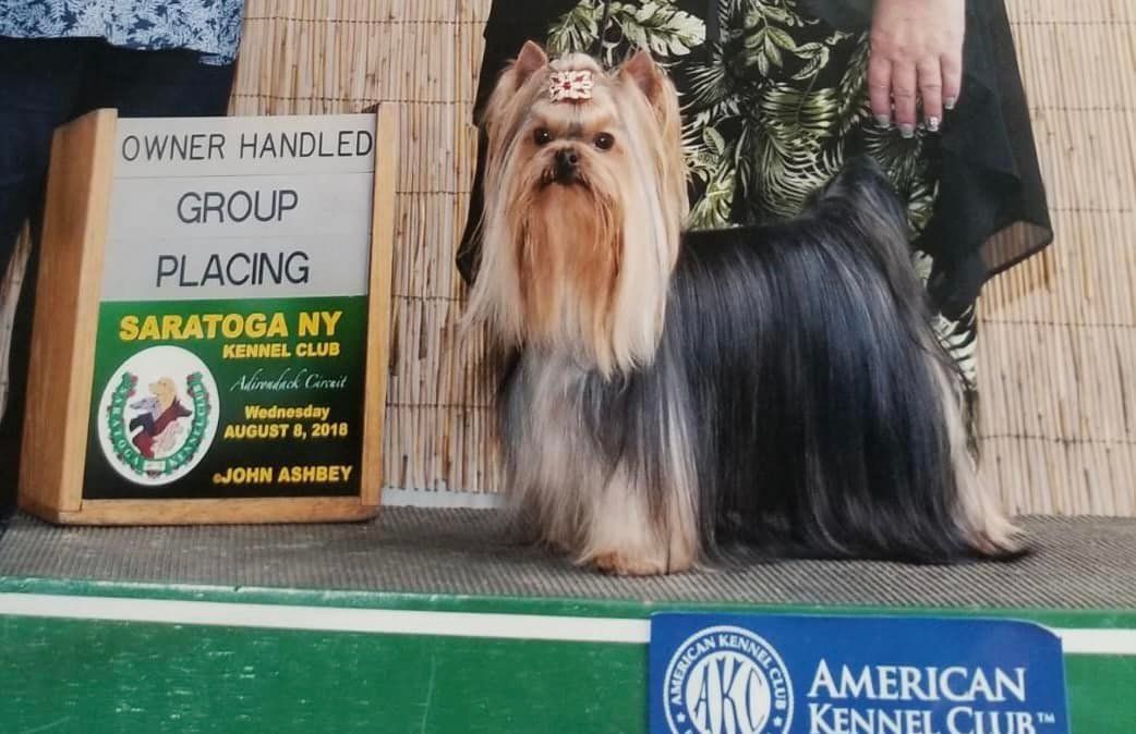 Toybox Yorkies in Pennsylvania Yorkshire Terrier puppies Good Dog