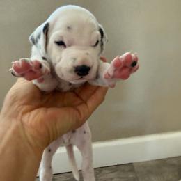 Domino - White and black male Dalmatian puppy in Mesa, Arizona from Lauren's Dalmatians
