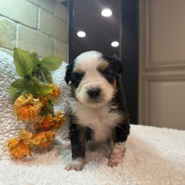 Cheyenne - Black tri female Toy Australian Shepherd puppy in North Lakeport, California from Wild Rose Ranch