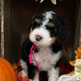 Pumpkin - Tri-color female Bernedoodle puppy in Gilbert, Arizona from The Berne Barn... it’s a Doodle thing!