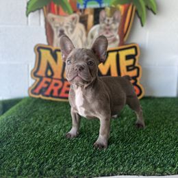 Girl 1 - French Bulldog puppy in Port St Lucie, Florida from NVME Frenchies