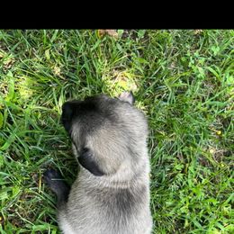 Anatolian Shepherd Dog Puppies from Swan Falls Farm