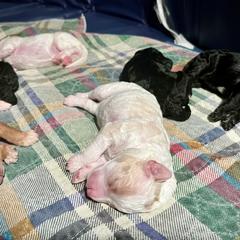 Poodle Puppies from Reuter Clan Poodles