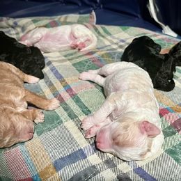 Poodle Puppies from Reuter Clan Poodles
