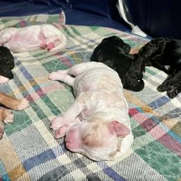 Poodle Puppies from Reuter Clan Poodles