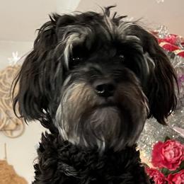 Lucy - Aussiedoodle