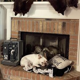 Boston Terrier Puppies from Bonze Boston Terriers