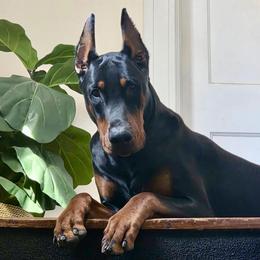 Doberman Pinscher Puppies from Devoted Doberman
