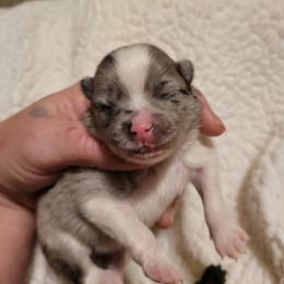 Pomeranian Puppies from Paradise Point Pomeranians