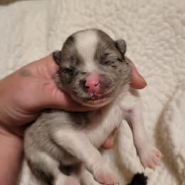 Pomeranian Puppies from Paradise Point Pomeranians