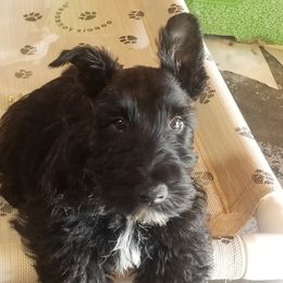 Scottish Terriers from JMAR Kennels