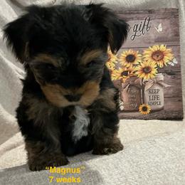 Magnus - Black and tan male Yorkshire Terrier puppy in Forest, Virginia from Majestic Touch Kennels and Pet Services