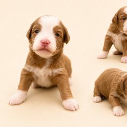 Beau - Yellow and white male Bernedoodle puppy in Temecula, California from Country Hills Doodles